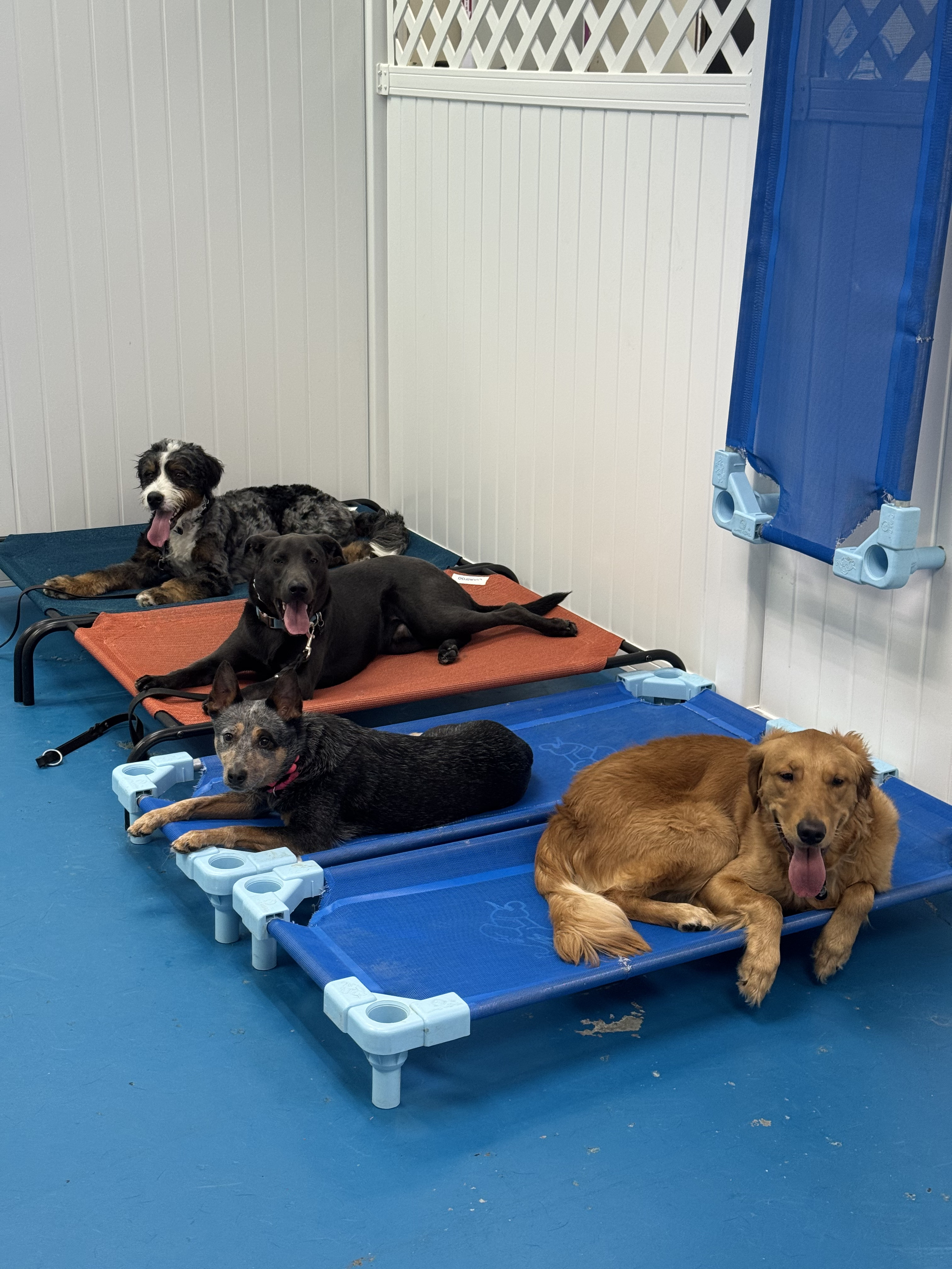 Dog Training